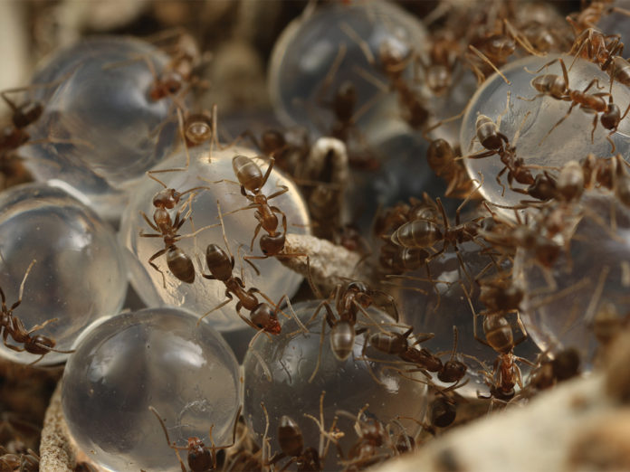 Researchers At Ucr Develop New Methods To Fight Ant Infestations Highlander